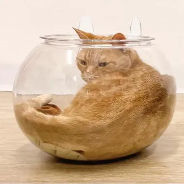 Nôi cho mèo hình bể cá vàng